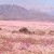 pic: clima Atacama; desierto florido