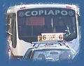 Copiapo miniatura