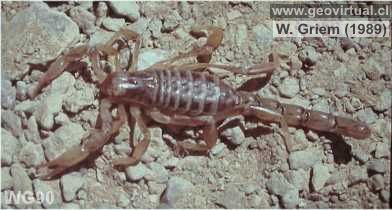 Alacr�n en el desierto Atacama