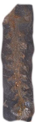 pictograma: paleontolog�a