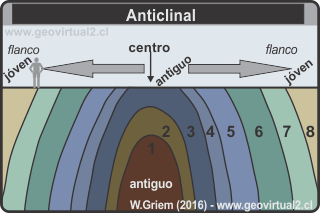 Anticlinal