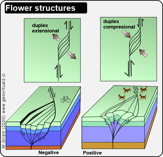 Flower structures en la geología estructural: Flower positiva y flower negativa