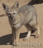 W�stenfuchs in der Atacamaw�ste