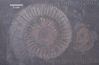 Dactylioceras commune de Dotterhausen