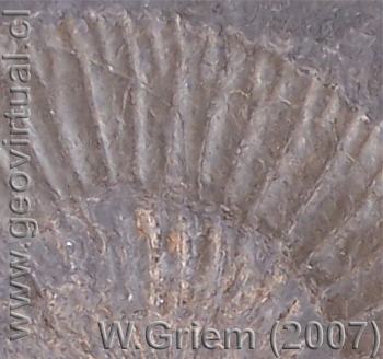 Dactylioceras commune