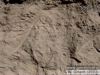 arene del río - fluvial, con estrificación cuzada