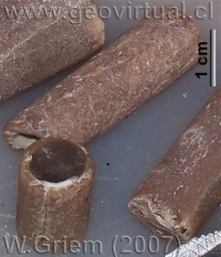 Belemnites