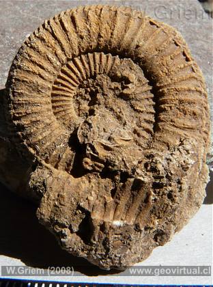 Foto: Un Amonite Dactyolioceras - de Alemania.