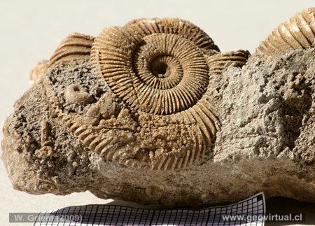 Dactyolioceras peque�o - Amonite, Ammonites
