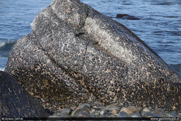 Granito Orbicular cerca de Caldera, Región de Atacama - Chile