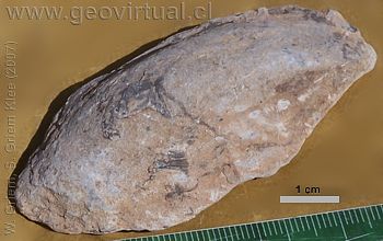 Modiola o Modiolus