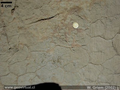 Grietas de resecaci�n (Trockenrisse) petreficadas en rocas cret�cicas (Regi�n Atacama)