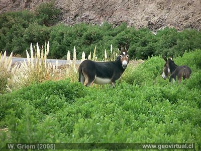 Esel am camino Internacional - nach Copiapo