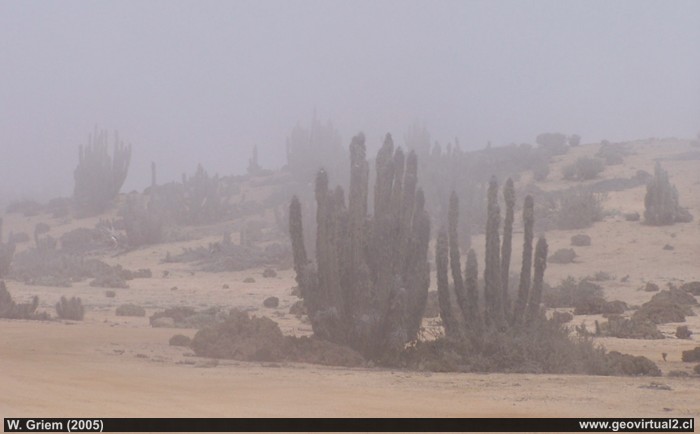 Die Atacama-Wüste im Nationalpark Pan de Azucar im dichten Morgennebel (Camachaca)