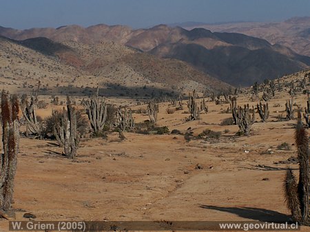 Pan de Azucar (Chile, Regi�n Atacama)