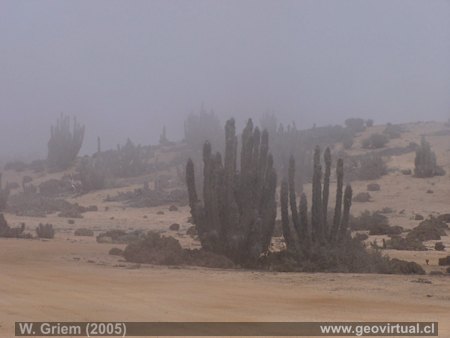 Camanchaca en el Parque nacional Pan de Azucar