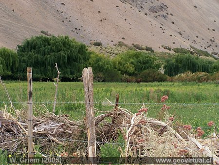 Sector Pasto Grande entre Junta de Potro y Cadillal