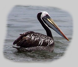 Pelikan in Atacama, Pan de Azucar