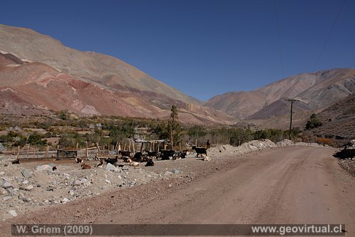 Quebrada de Pinte / Atacama, Chile