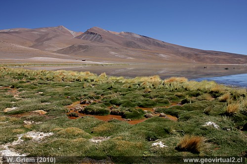 Laguna Santa Rosa en Atacama, Chile