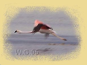 Flamenco en Sta. Rosa