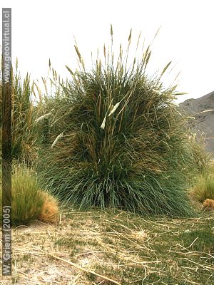 Vega La Junta - Vegetation