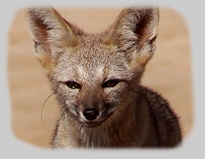 Zorro del desierto en el desierto de Atacama, Chile