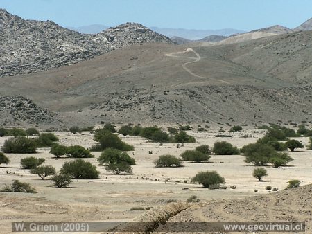 Das Algarrobal Tal in der W�ste Atacama, Chile