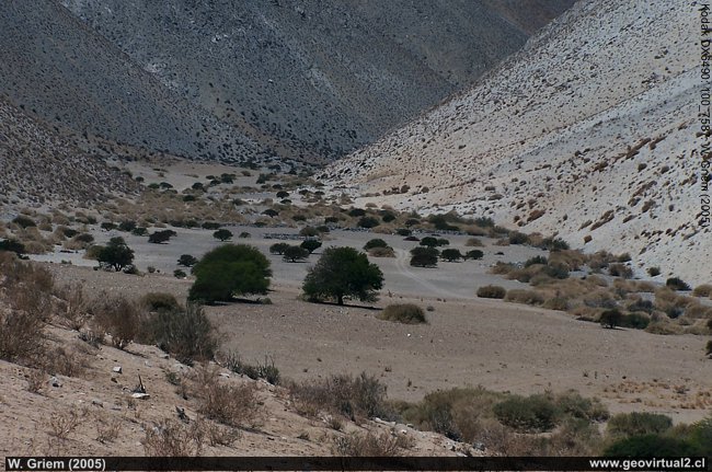 Das Algarrobal Tal in der Region Atacama, Chile