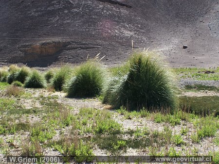 Die "Vega Colorada" in der Atacama W�ste