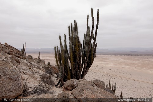 Desierto Atacama con Cactus