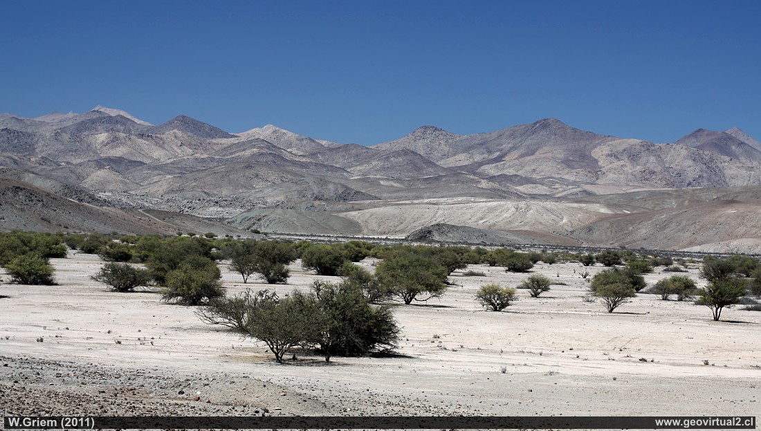 Atacamawüste: Das Algarrobal Tal in der Atacama Region