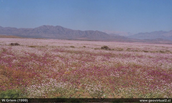 Flowering desert between Copiapó and Vallenar, Atacama Region (Chile).