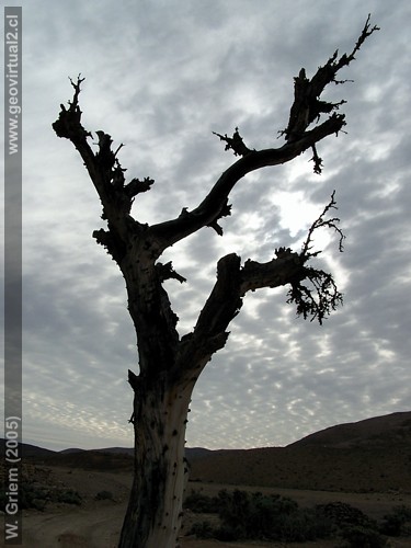 The last tree of the Chanarcillo mine and village of Juan Godoy, Atacama desert - Chile