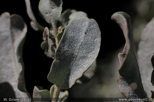 Hoja del cachiyuyo - Atriplex