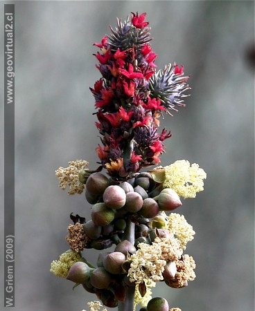 Higuerilla - flora del desierto Atacama