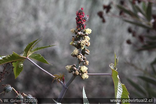 Higuerilla - flora del desierto Atacama