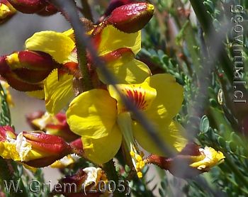 Retamilla, Caesalpinia