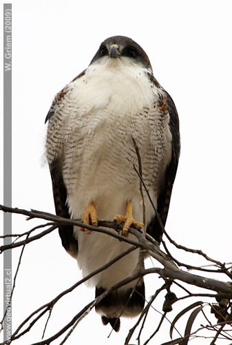 Aguilucho