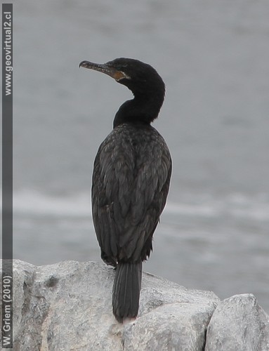Cormoran Yeco