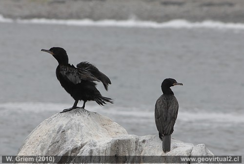 Cormoran Yeco