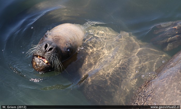 Lobo Marino en Caldera