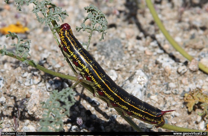 Oruga en el desierto de Atacama, Chile