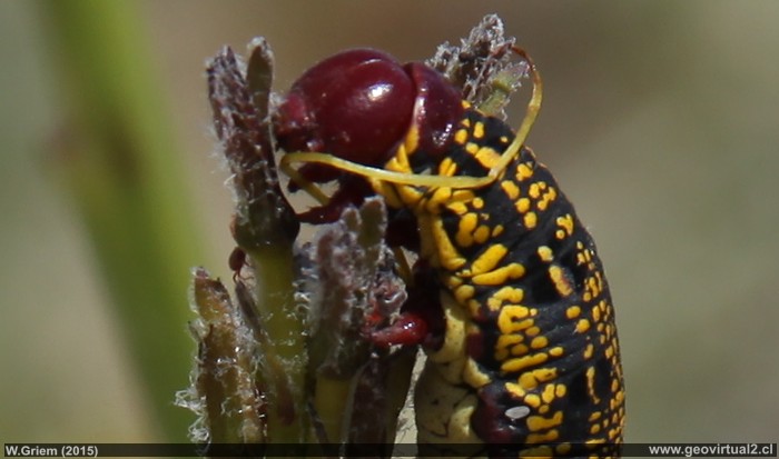 Cabeza de la oruga