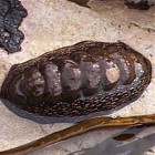 Moluscos en Atacama