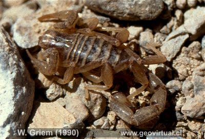 Alacran, escorpion del desierto Atacama / Chile
