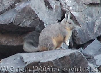 Vizcacha
