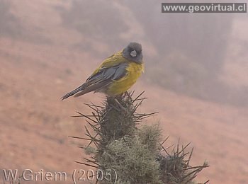 Cometocino en Atacama