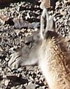 cabeza de Guanaco