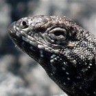 reptiles en Atacama